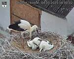 Capi_Dubne_20250704_180002.jpg