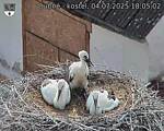 Capi_Dubne_20250704_180502.jpg