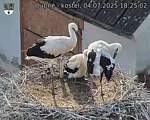 Capi_Dubne_20250704_182502.jpg