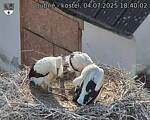 Capi_Dubne_20250704_184002.jpg