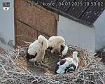 Capi_Dubne_20250704_185002.jpg
