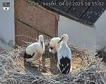 Capi_Dubne_20250704_185503.jpg