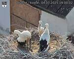 Capi_Dubne_20250704_190002.jpg