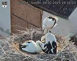 Capi_Dubne_20250704_191003.jpg