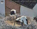 Capi_Dubne_20250704_191502.jpg