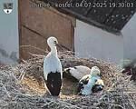 Capi_Dubne_20250704_193003.jpg