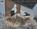 Capi_Dubne_20250704_194004.jpg