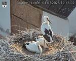 Capi_Dubne_20250704_194502.jpg