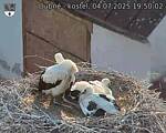 Capi_Dubne_20250704_195002.jpg