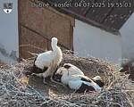 Capi_Dubne_20250704_195503.jpg