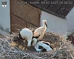 Capi_Dubne_20250704_200002.jpg