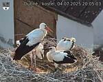 Capi_Dubne_20250704_200503.jpg