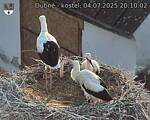 Capi_Dubne_20250704_201002.jpg
