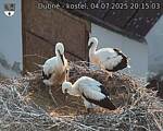 Capi_Dubne_20250704_201503.jpg