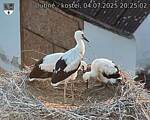 Capi_Dubne_20250704_202502.jpg