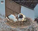 Capi_Dubne_20250704_203503.jpg