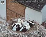 Capi_Dubne_20250704_205503.jpg