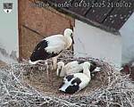 Capi_Dubne_20250704_210002.jpg