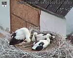 Capi_Dubne_20250704_211003.jpg