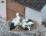 Capi_Dubne_20250704_212002.jpg