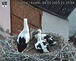 Capi_Dubne_20250704_212504.jpg