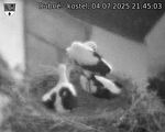 Capi_Dubne_20250704_214503.jpg