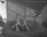 Capi_Dubne_20250704_215503.jpg