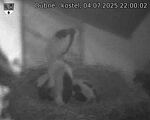 Capi_Dubne_20250704_220002.jpg