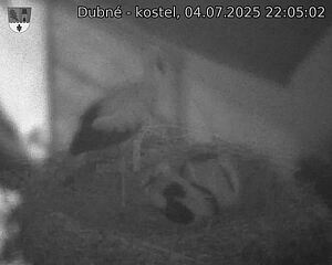 Capi_Dubne_20250704_220502.jpg (1350 x 1080)