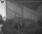 Capi_Dubne_20250704_221003.jpg