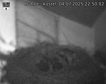 Capi_Dubne_20250704_225002.jpg