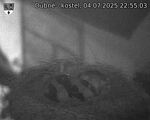Capi_Dubne_20250704_225503.jpg