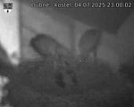 Capi_Dubne_20250704_230002.jpg