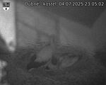 Capi_Dubne_20250704_230502.jpg
