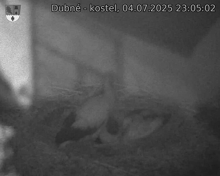 Capi_Dubne_20250704_230502.jpg (1350 x 1080)
