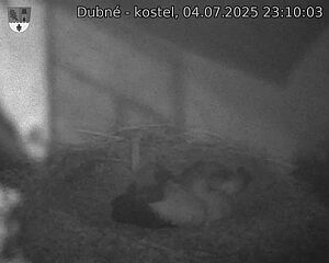Capi_Dubne_20250704_231003.jpg (1350 x 1080)
