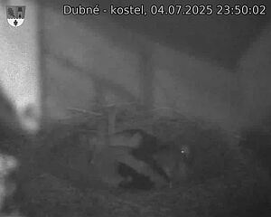Capi_Dubne_20250704_235002.jpg (1350 x 1080)
