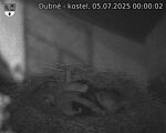Capi_Dubne_20250705_000002.jpg