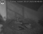 Capi_Dubne_20250705_004003.jpg