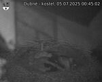 Capi_Dubne_20250705_004502.jpg