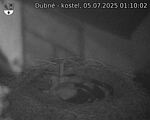 Capi_Dubne_20250705_011002.jpg