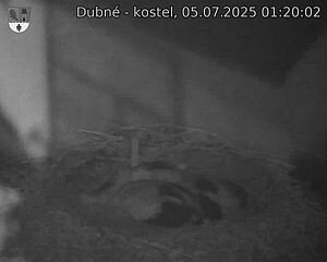 Capi_Dubne_20250705_012002.jpg (1350 x 1080)