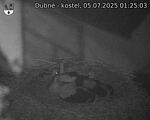 Capi_Dubne_20250705_012503.jpg