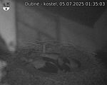 Capi_Dubne_20250705_013503.jpg