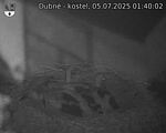 Capi_Dubne_20250705_014002.jpg