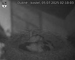 Capi_Dubne_20250705_021003.jpg
