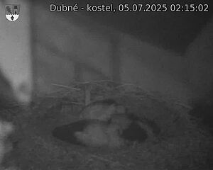Capi_Dubne_20250705_021502.jpg (1350 x 1080)