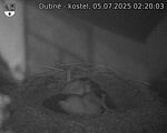 Capi_Dubne_20250705_022003.jpg