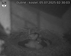 Capi_Dubne_20250705_023003.jpg (1350 x 1080)