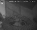 Capi_Dubne_20250705_024002.jpg